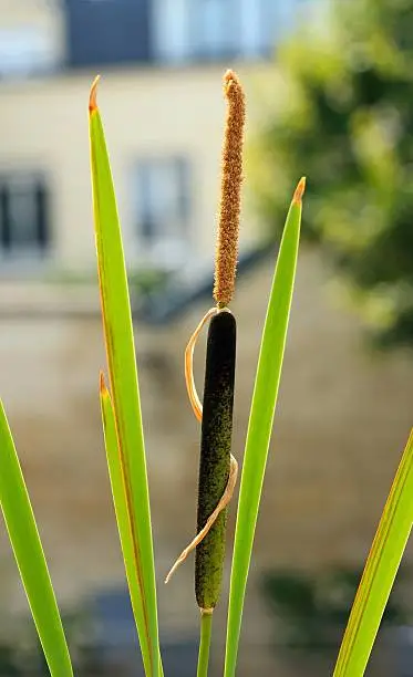 Photo of Reed intertwined by a dry stalk