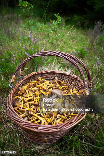 Moshroom Jantar - Fotografias de stock e mais imagens de Ao Ar Livre - Ao Ar Livre, Cena Rural, Cesto