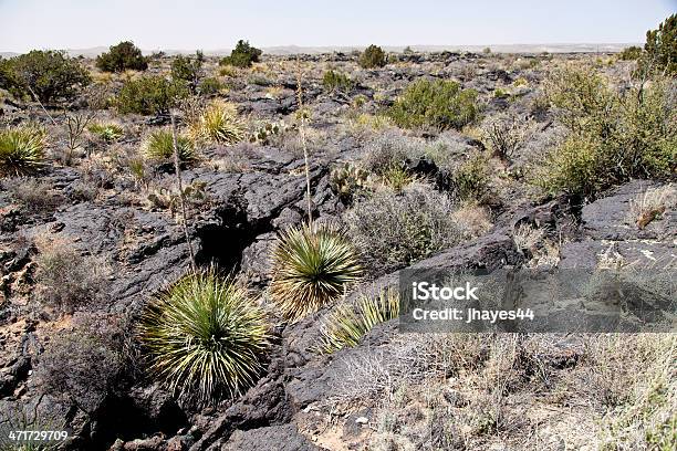 사막 숟가락 꽃 0명에 대한 스톡 사진 및 기타 이미지 - 0명, 건조 기후, 검은색