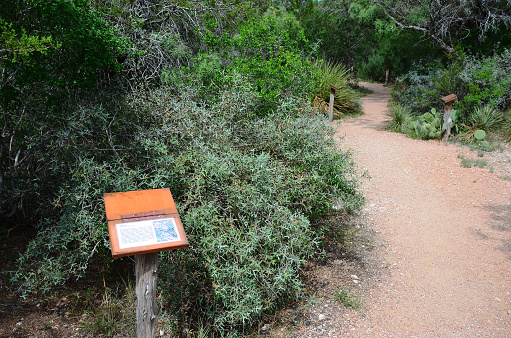 Argarita (Berberis trifoliolata) bush marks the entrance to Nature Trail in South Llano River State Park in Texas Hill Country.