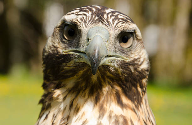 Aguila Mora, Patagonia Moorish eagle in Calafate, Patagonia Argentina, with its strong gaze young black chested buzzard eagle geranoaetus melanoleucus stock pictures, royalty-free photos & images