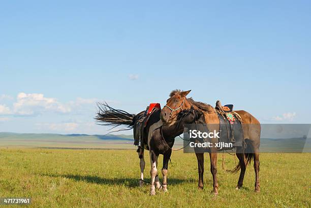 Две Любящий Лошадь — стоковые фотографии и другие картинки Азия - Азия, Возвышенность, Гора
