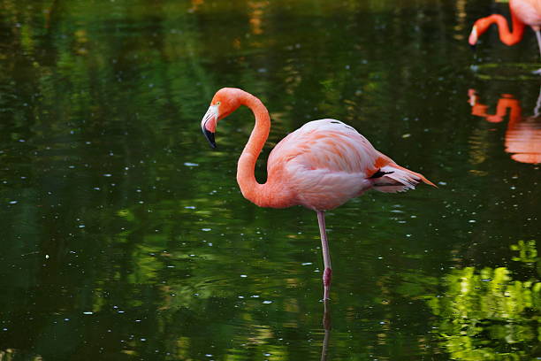 The pink flamingo on one foot stood sideways