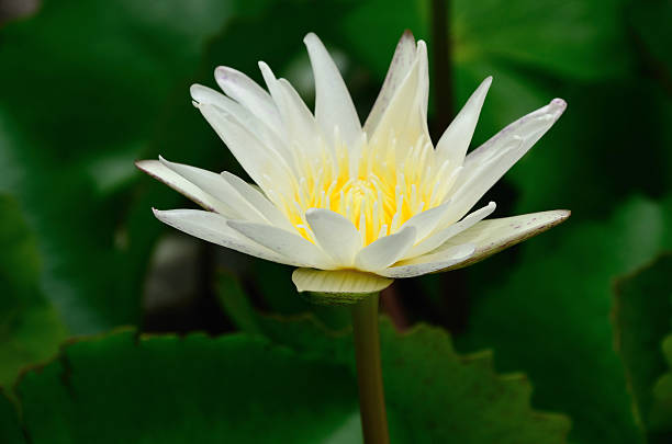 istock White lotus.Nature river thailand 471732357
