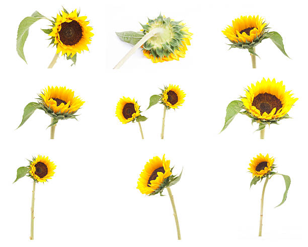 istock set of sunflower isolated 471732435