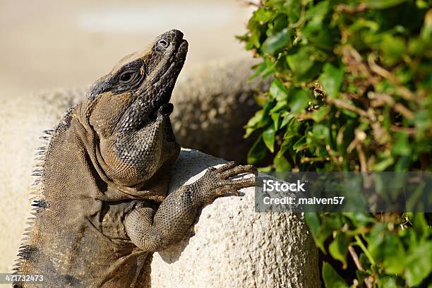 Lizard Jest Podgrzewany Na Złogi - zdjęcia stockowe i więcej obrazów Bez ludzi - Bez ludzi, Czarny kolor, Czujność