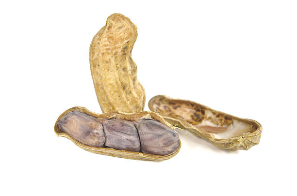 gekochte erdnuss auf weißem hintergrund - peanut legume textured effect fat stock-fotos und bilder