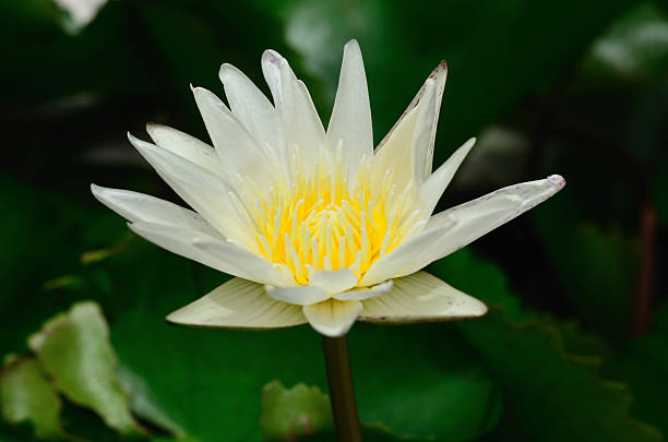 istock White lotus.Nature river thailand 471732679