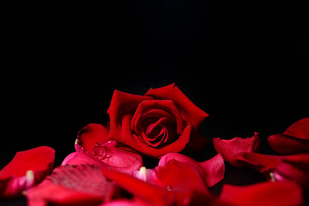 istock Close up rose with Drop in black background 471733103