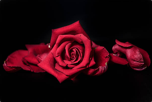 istock Close up rose in black background 471733169