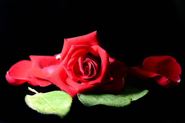 istock Close up rose in black background 471733243