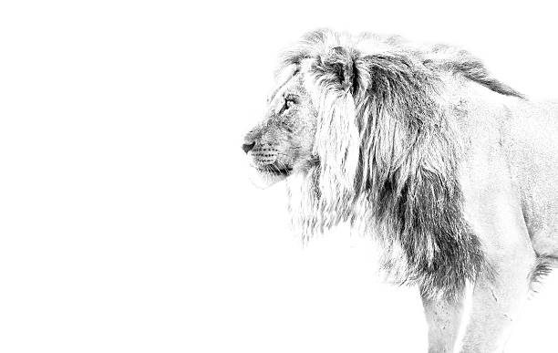 Leão de caça high - fotografia de stock