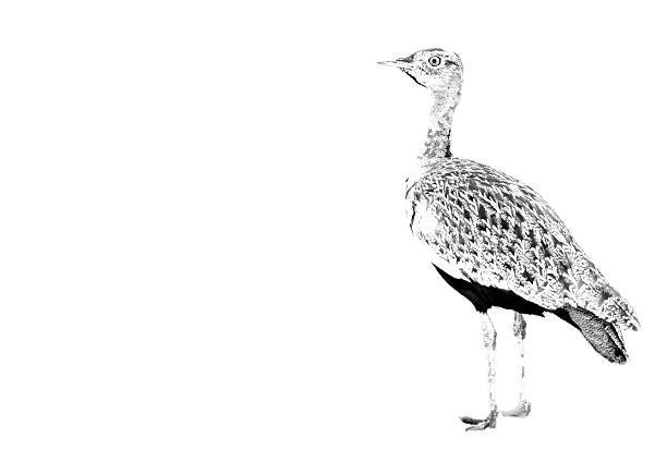 Red-crested korhaan walking in the bush black and white