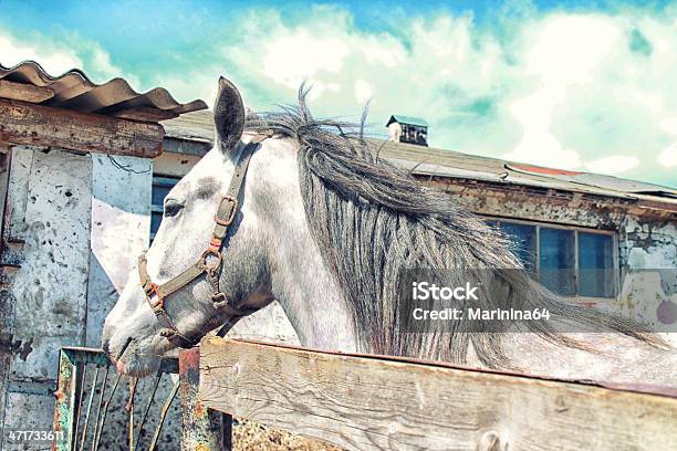 Foto de Cavalo No Shelter e mais fotos de stock de Andaluzia - Andaluzia, Animal, Arábia