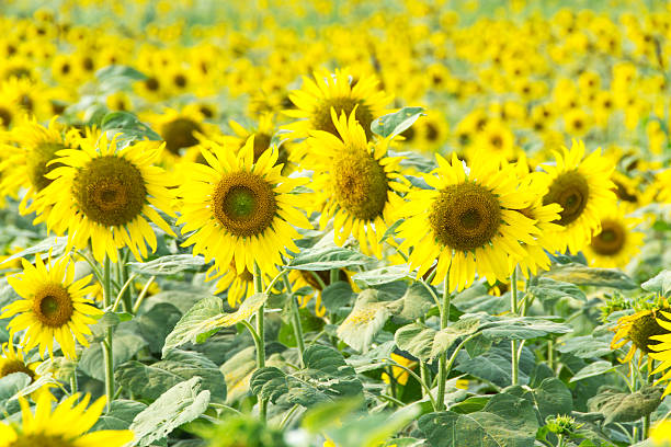 istock Field of sunflowers 471733763