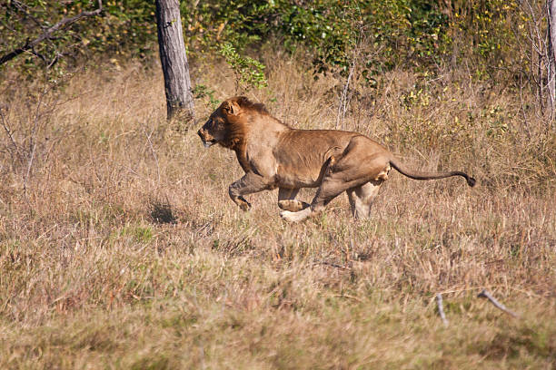 istock Lion male hunt run fast 471733849
