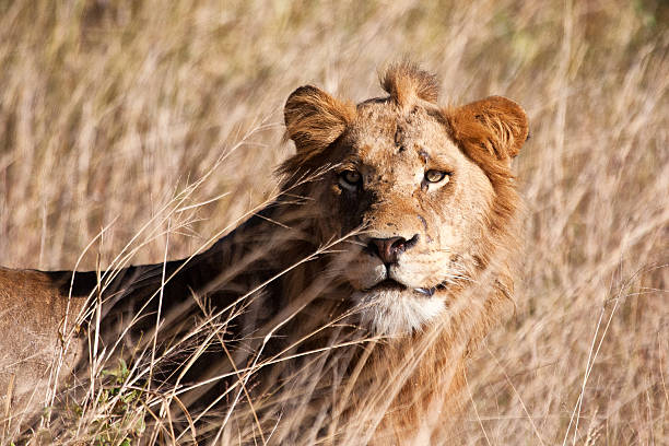 istock Male lion walk in brown grass 471733963