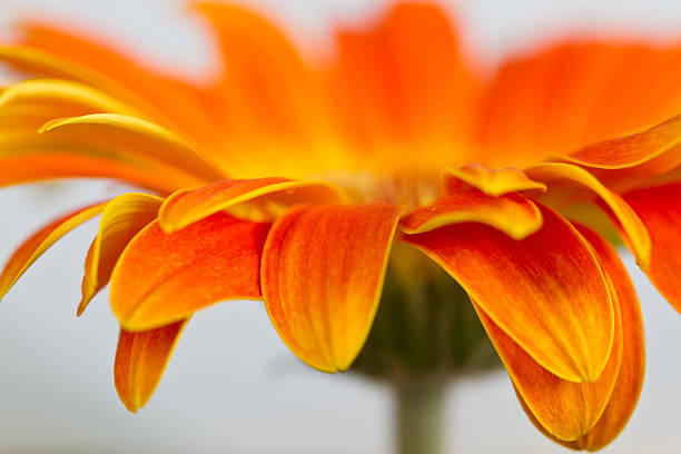 istock Side view of orange gerbia 471734079
