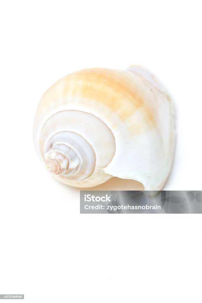 Conch Shell From Front Conch Shell Isolated On White Stock Photo - Download Image Now - Animal ...