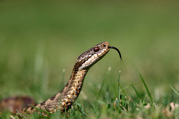 vipère péliade, vipera berus - snake adder viper reptile photos et images de collection