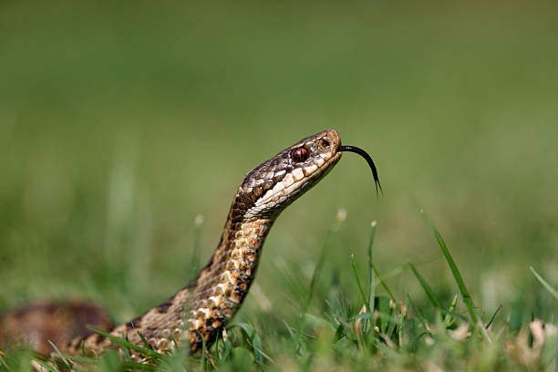 víbora, vipera berus - víbora - fotografias e filmes do acervo