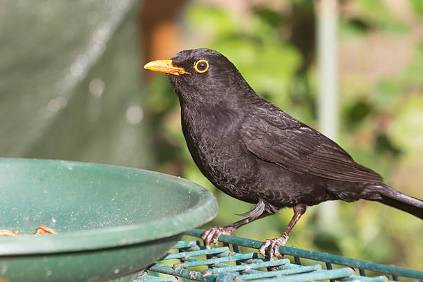 istock Blackbird in Kent, England 471735471