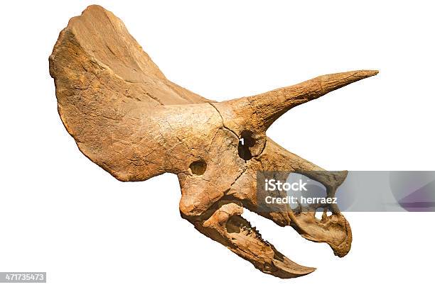 Dinosauro Scheletro Triceratops Fossil Teschio Su Sfondo Bianco Isolato - Fotografie stock e altre immagini di Triceratopo