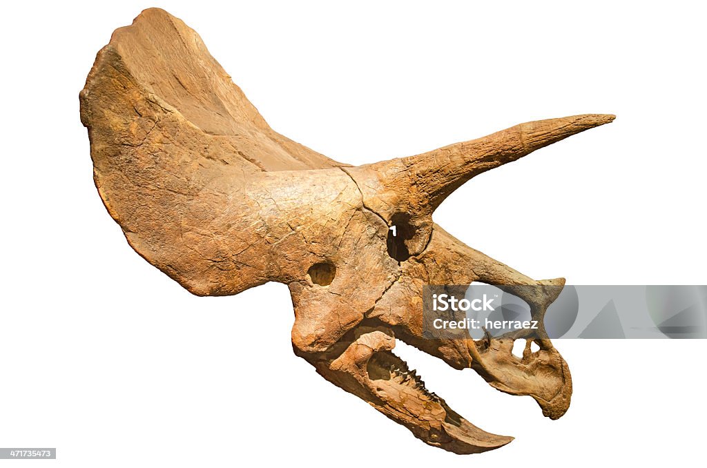 Dinosaur skeleton. Triceratops Fossil skull over white isolated background Triceratops Stock Photo