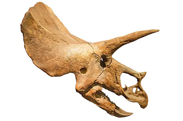 Photo of Dinosaur skeleton. Triceratops Fossil skull over white isolated background