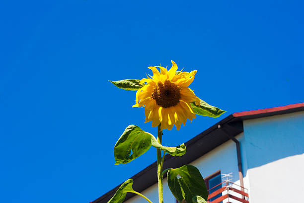 Tournesols sous le ciel bleu - Photo