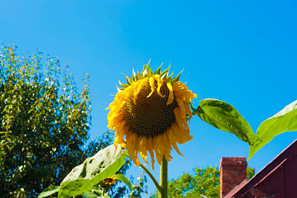 girasole - foto stock