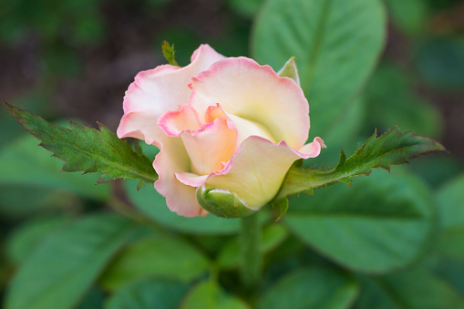 The Diana Princess of Wales Rose has creamy white petals with pink edges.