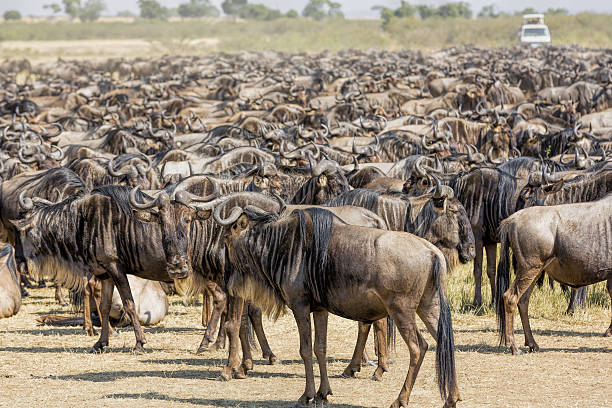istock Great wildebeest migration in Kenya - waiting with safari car 471737261