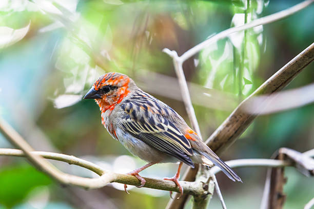 istock Madagascar Red Fody 471737402