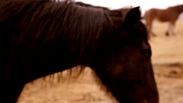 Black horse in Pasture - Pan to Horses Fighting
