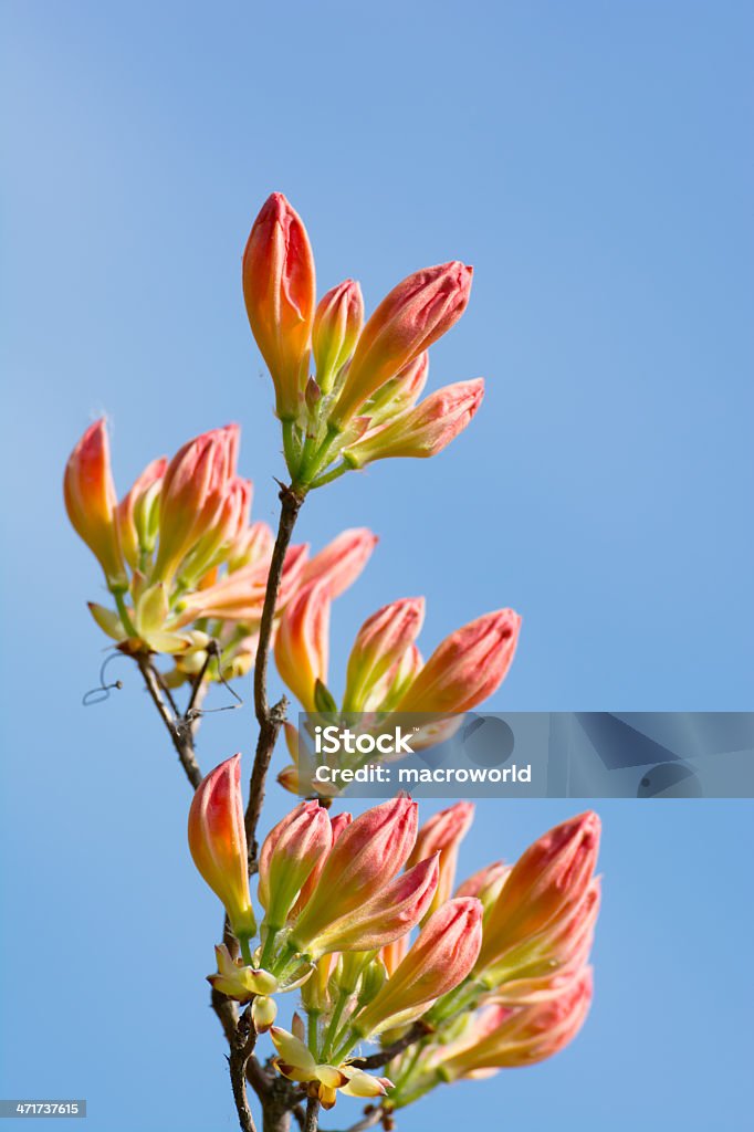 Rododendro botões de rosa sobre azul Background- XXXL - Royalty-free Ao Ar Livre Foto de stock