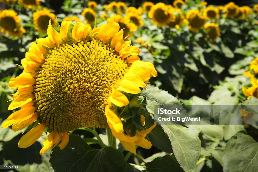 Tournesols - Photo de Capitule libre de droits