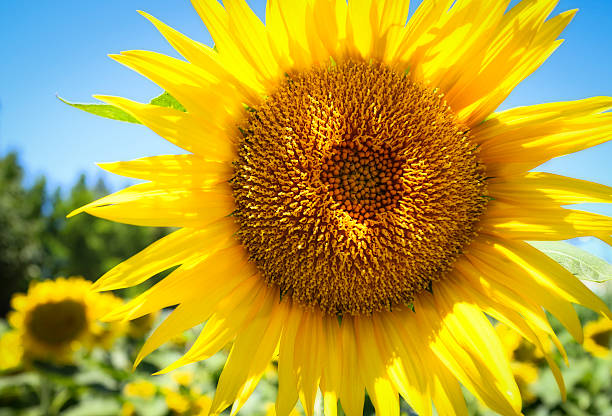 Sunflower Close shot of sunflower in field. fiels stock pictures, royalty-free photos & images