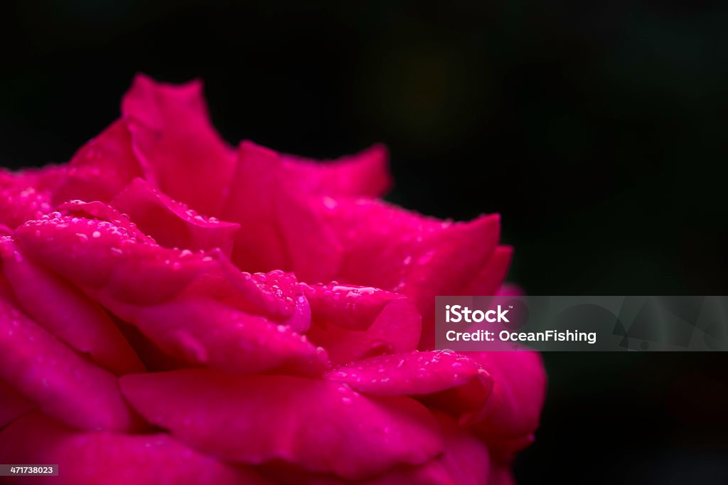 Rosas vermelhas no branco muro - Foto de stock de Ajardinado royalty-free