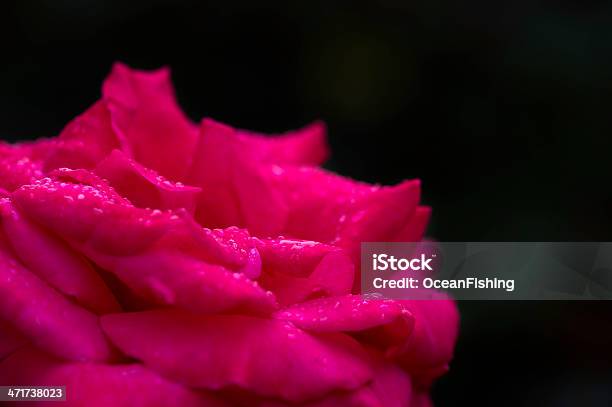 Foto de Rosas Vermelhas No Branco Muro e mais fotos de stock de Ajardinado - Ajardinado, Arbusto, Arquitetura