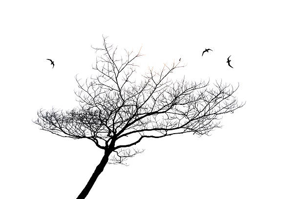 istock silhouette of lonely tree and bird isolated 471738050