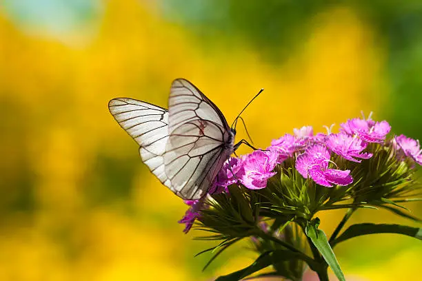 Photo of the butterfly sits on flowers