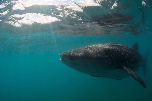 istock Whale Shark, Whale Shark 471738843