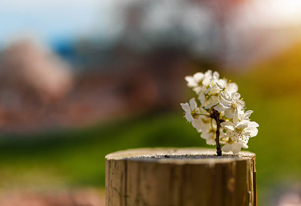 cherry flower in spring season in nature.