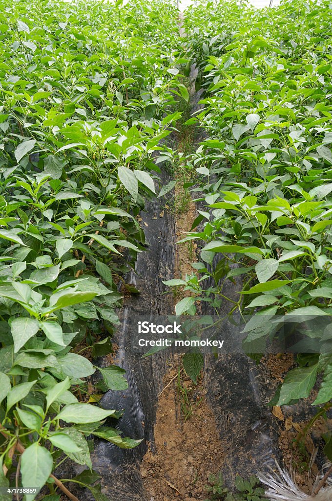 Zielony house warzyw - Zbiór zdjęć royalty-free (Agrotechnologia)
