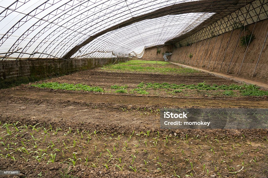 green house légumes - Photo de Affaires libre de droits