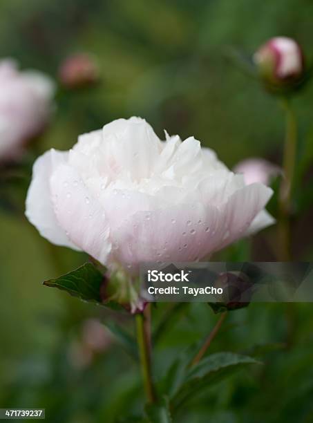 Peonia Rosa Crescente In Giardino - Fotografie stock e altre immagini di Ambientazione esterna - Ambientazione esterna, Close-up, Composizione verticale