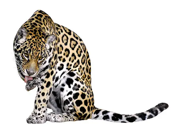 Jaguar (Panthera onca) of licking the leg isolated on white background