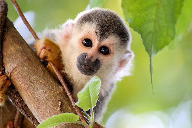 Cute picture of a squirrel monkey in a tree Saimiri oerstedii, Totenkopfaffe, Costa Rica saimiri sciureus stock pictures, royalty-free photos & images