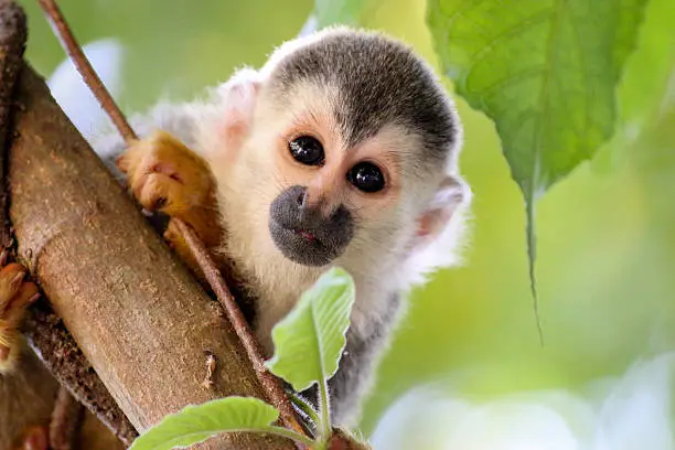 Photo of Cute picture of a squirrel monkey in a tree